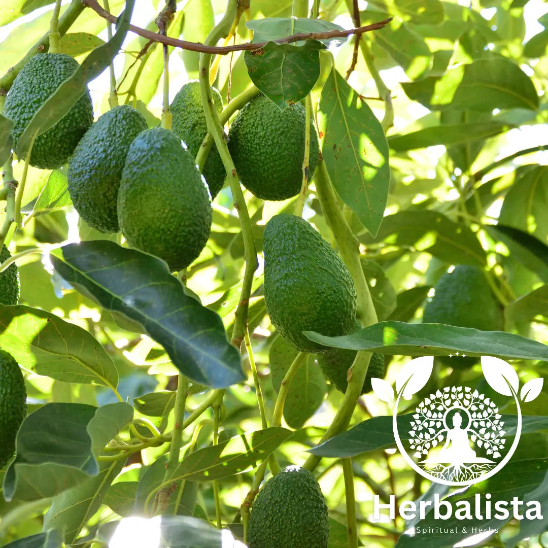 Hoja de Aguacate 16oz (456g) – Avocado Leaves