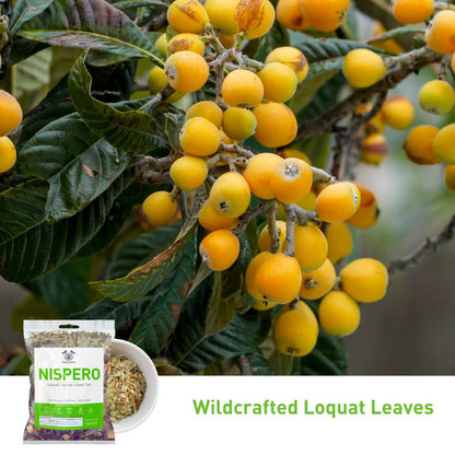 Herbalista Nispero Loquat Loose Leaf Herbal Tea