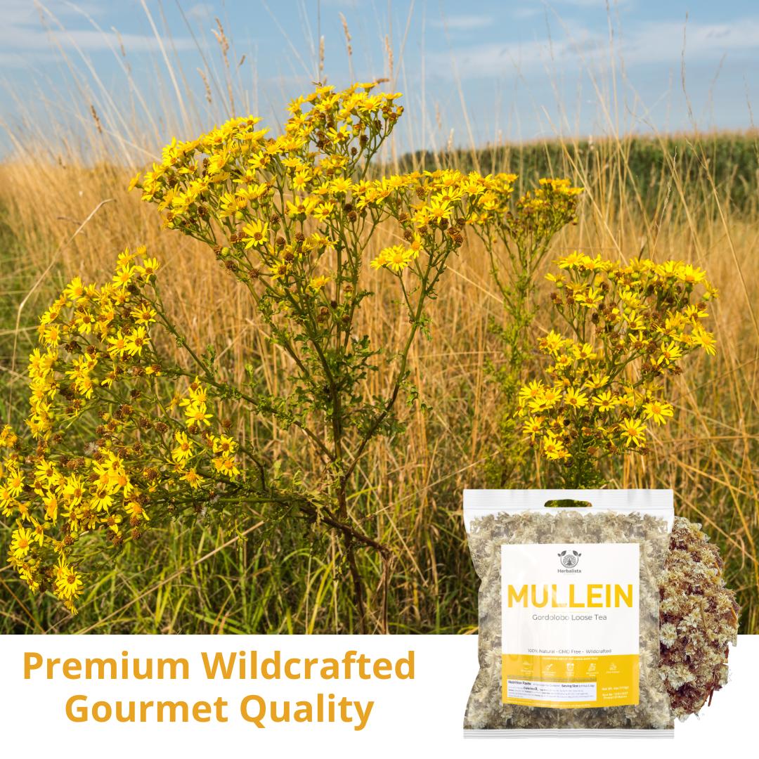 Herbalista - Mexican Mullein Flowers & Petals Tea  - Verbascum Thapsus - Gordolobo Herbal Tea Yellow Petals | Natural Loose Leaf Tea | Handcrafted by Nature for Freshness