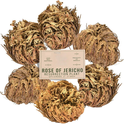 6 Pack Big Rose Jericho Dried Flower 2.5''-3.5'' | Selaginella Lepidophylla | Resurrection Plant | Jumbo Size Dried Rose | Abundance, Prosperity, Sacred Rose, Doradilla Plant | 3.5'' - 6''