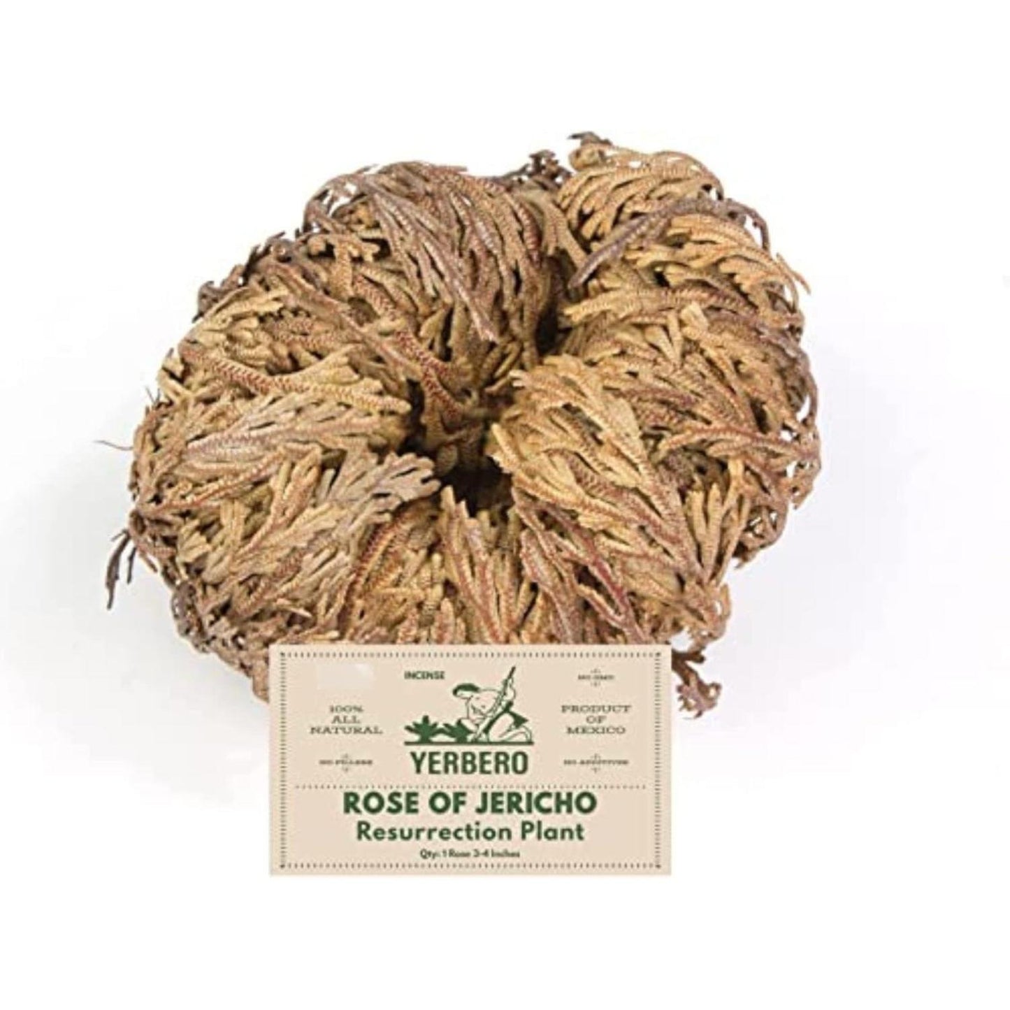 Jumbo Rose of Jericho Dried Flower 3.5'' - 6'' | Selaginella Lepidophylla | Resurrection Plant | Jumbo Size Dried Rose | Abundance, Prosperity, Sacred, Doradilla Plant | 3.5'' - 6''