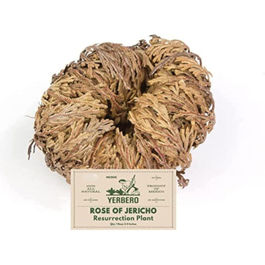 Jumbo Rose of Jericho Dried Flower 3.5'' - 6'' | Selaginella Lepidophylla | Resurrection Plant | Jumbo Size Dried Rose | Abundance, Prosperity, Sacred, Doradilla Plant | 3.5'' - 6''