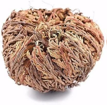 6 Pack Big Rose Jericho Dried Flower 2.5''-3.5'' | Selaginella Lepidophylla | Resurrection Plant | Jumbo Size Dried Rose | Abundance, Prosperity, Sacred Rose, Doradilla Plant | 3.5'' - 6''