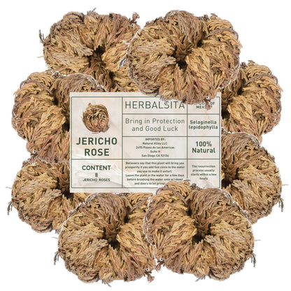 Large Jericho Flower 2.5–3.5 in (Rosa de Jericó)