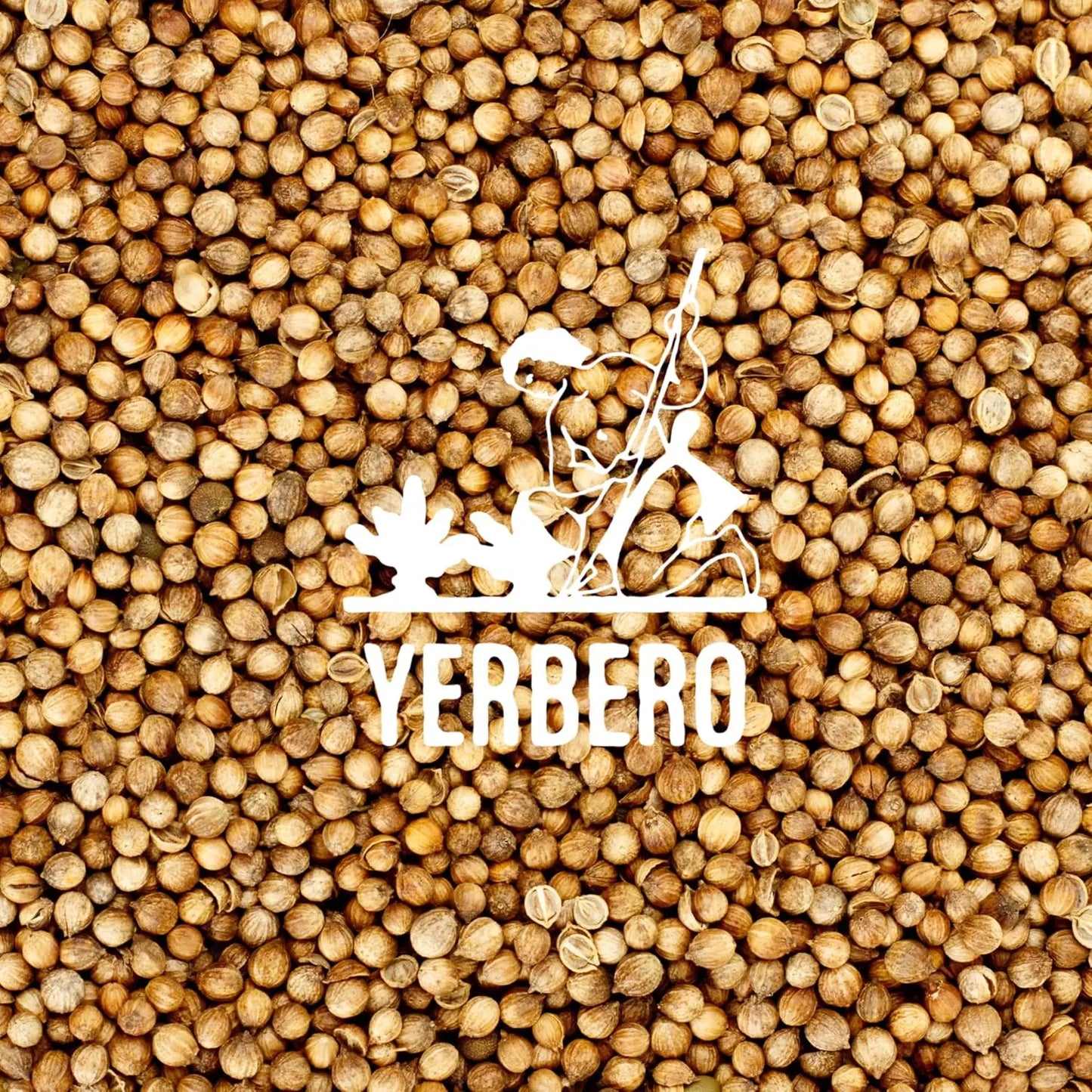 Yerbero Coriander Seeds 1 lb (16 oz / 453g)