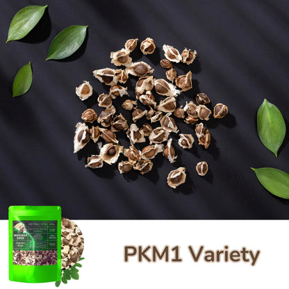 Moringa Seeds 3.5oz (100g) Approx. 350+ Seeds