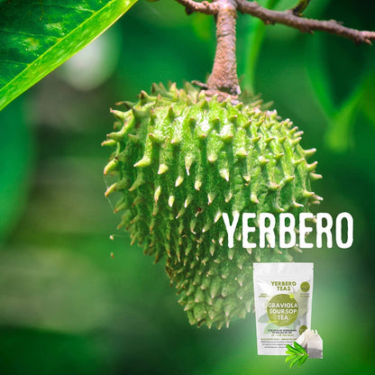 Bulk Premium Graviola Soursop Leaves | Hoja De Guanabana Entera a Granel Calidad Premium, 100% All Natural Delicious Fresh Tea | From Mexico | Premium Wildcrafted Quality.