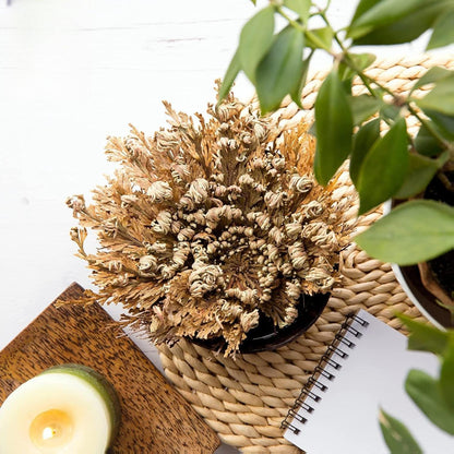 6 Pack Big Rose Jericho Dried Flower 2.5''-3.5'' | Selaginella Lepidophylla | Resurrection Plant | Jumbo Size Dried Rose | Abundance, Prosperity, Sacred Rose, Doradilla Plant | 3.5'' - 6''