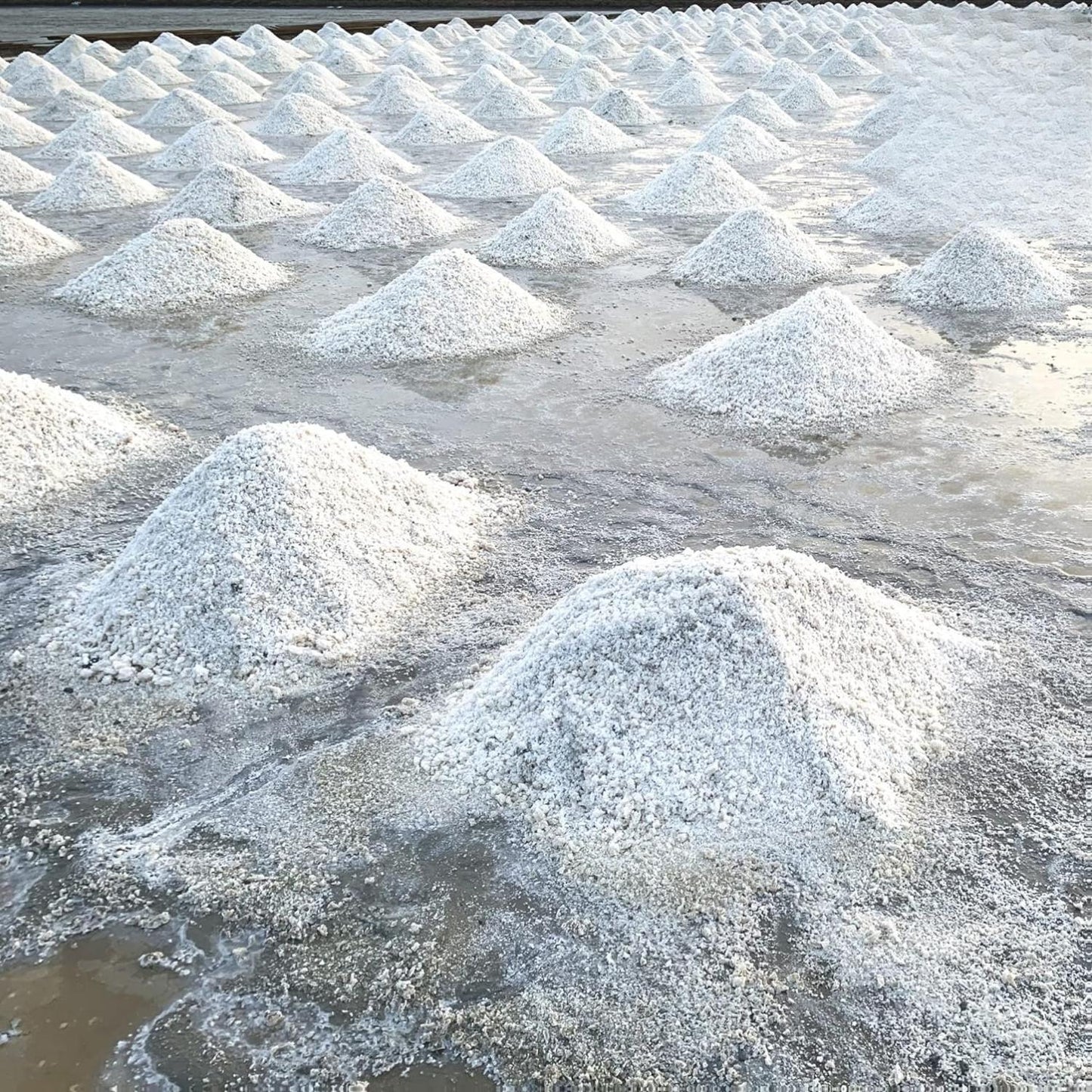 Yerbero Colima Mexican Sea Salt Unrefined 1lb (456g)
