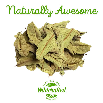 Wildcrafted Guava Leaf Tea (Hoja de Guayaba) - 5oz (141g)