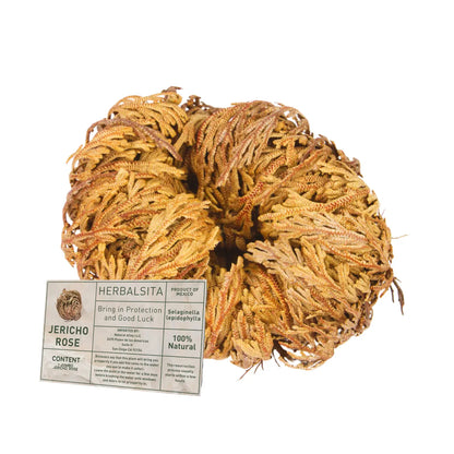 Large Jericho Flower 2.5–3.5 in (Rosa de Jericó)