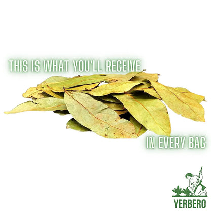 Yerbero Whole Graviola Soursop Leaves 5oz (400+ Leaves)
