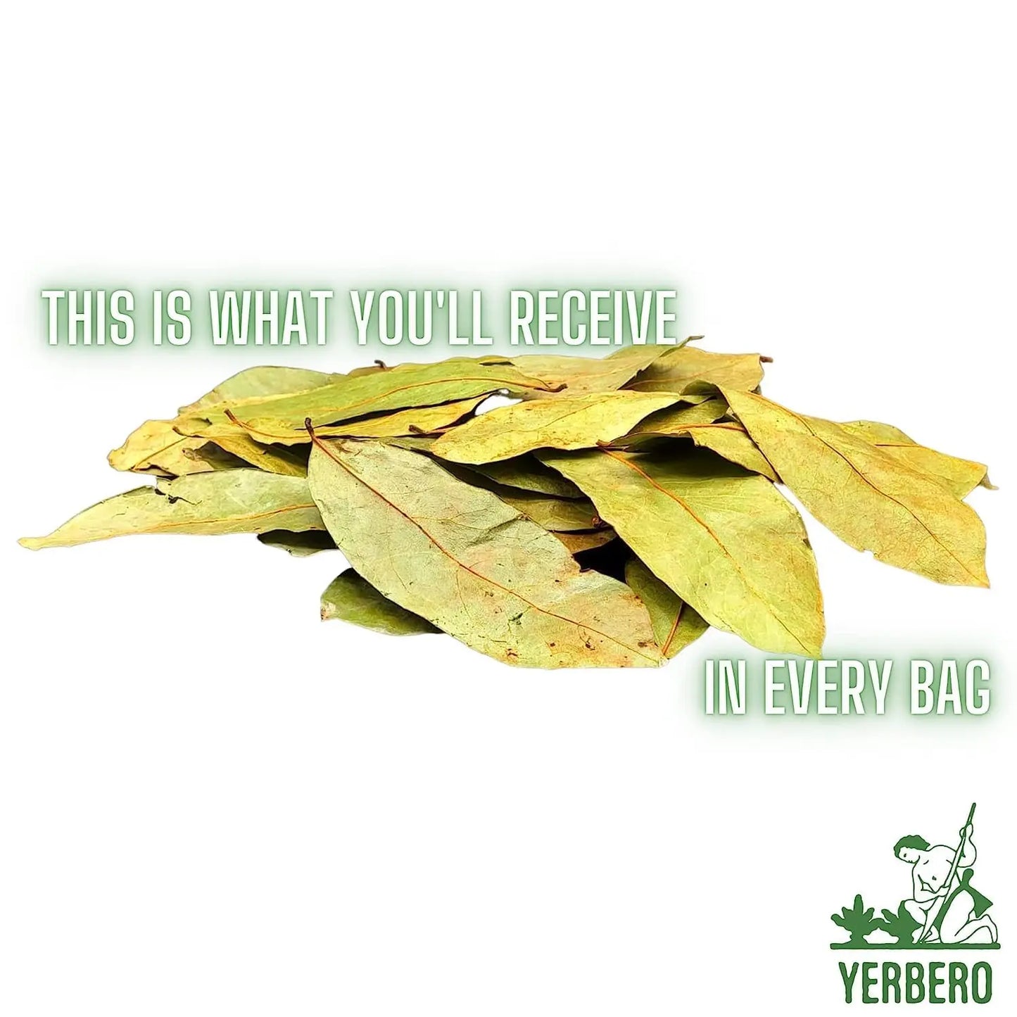 Yerbero Whole Graviola (Soursop) Leaves (4oz - 300+ Leaves Per Bag)