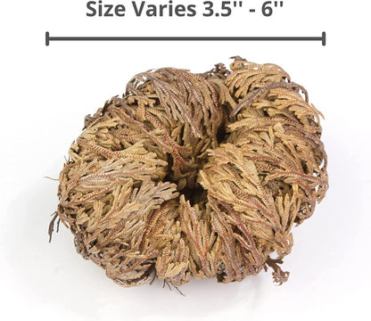 6 Pack Big Rose Jericho Dried Flower 2.5''-3.5'' | Selaginella Lepidophylla | Resurrection Plant | Jumbo Size Dried Rose | Abundance, Prosperity, Sacred Rose, Doradilla Plant | 3.5'' - 6''