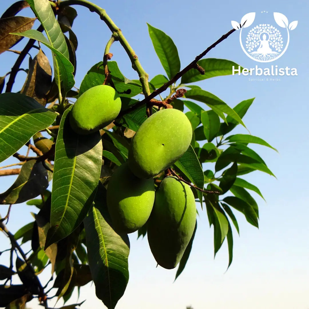 Herbalista Mango Leaf Tea 5 oz (141g)