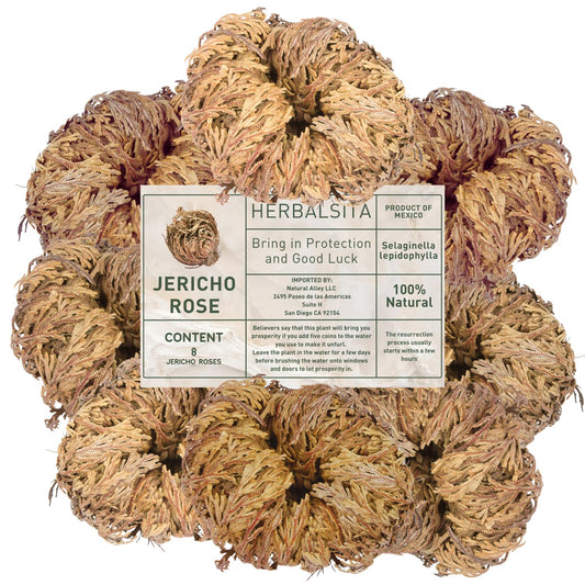 Herbalista - 8 Pack Large (2.5'' -3.5'') - Premium Rosa de Jericó (Resurrection Plant) – Jericho Flower Symbol of Prosperity & Abundance, Ideal for Home Decor & Spiritual Healing