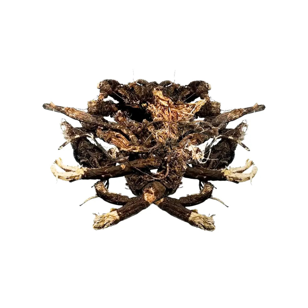 Wildcrafted Osha Root 1oz (28g)