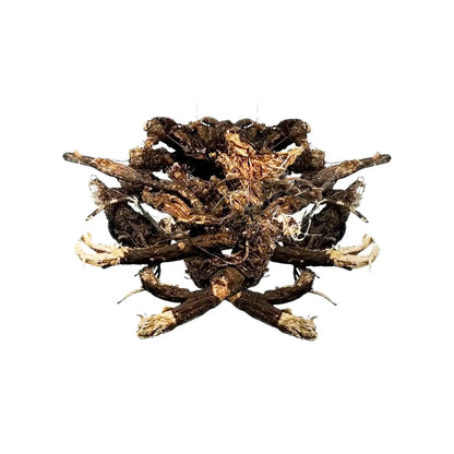 Wildcrafted Osha Root 1oz (28g)