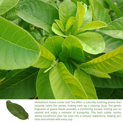 Wildcrafted Guava Leaf Tea (Hoja de Guayaba) - 5oz (141g)