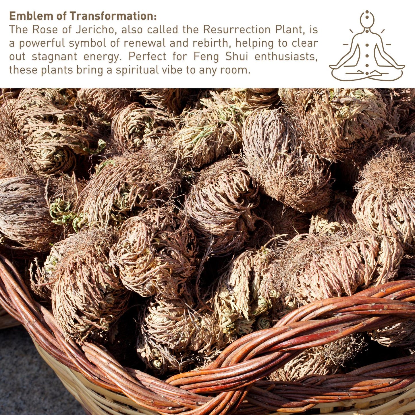 4-Pack Large Premium Rosa de Jericó (Resurrection Plant) Jericho Rose – Symbol of Prosperity & Abundance, Ideal for Home Decor & Spiritual Healing
