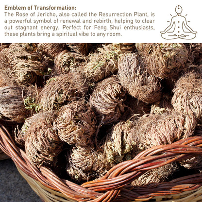 Rosa de Jericó Resurrection Plant Large 4-Pack