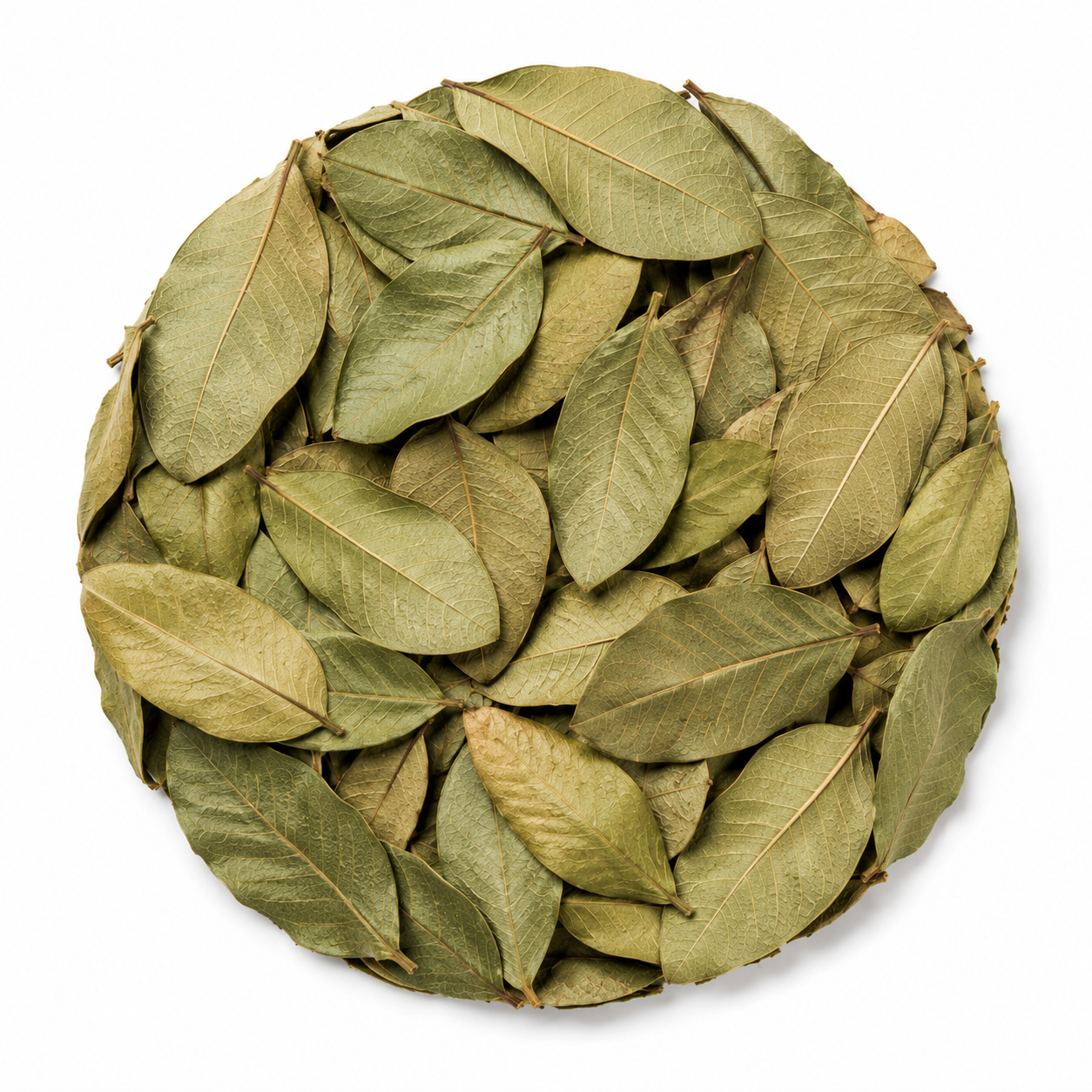 Bulk Premium Wildcrafted Whole Guava Leaf Tea | Hoja de Guayaba a Granel 100% Natural.