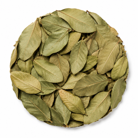 Bulk Premium Wildcrafted Whole Guava Leaf Tea | Hoja de Guayaba a Granel 100% Natural.