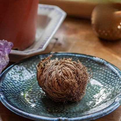 6 Pack Big Rose Jericho Dried Flower 2.5''-3.5'' | Selaginella Lepidophylla | Resurrection Plant | Jumbo Size Dried Rose | Abundance, Prosperity, Sacred Rose, Doradilla Plant | 3.5'' - 6''