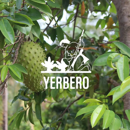 Yerbero Whole Graviola Soursop Leaves 5oz (400+ Leaves)