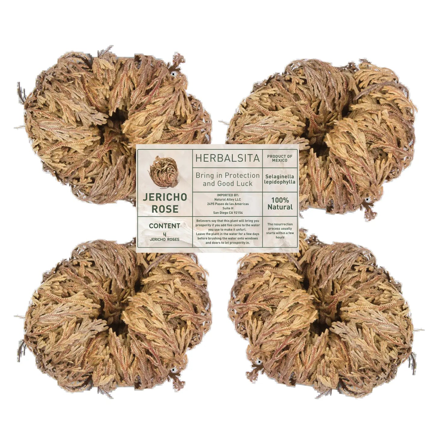 Big Size (2.5''-3.5'') Jericho Flower