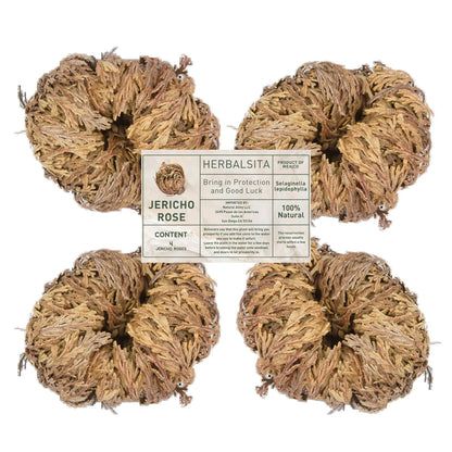 Large Jericho Flower 2.5–3.5 in (Rosa de Jericó)