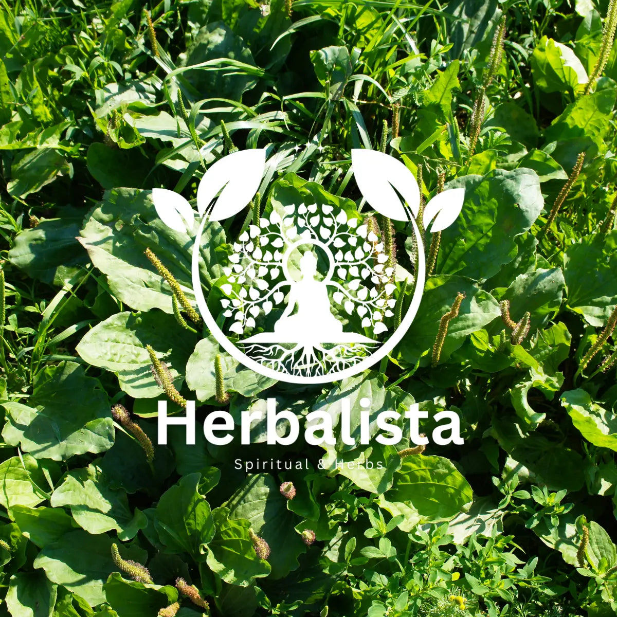 Herbalista Llanten Herbal Tea 4 oz (113g)