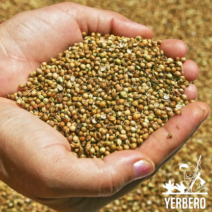 Yerbero Coriander Seeds 7oz (198g)