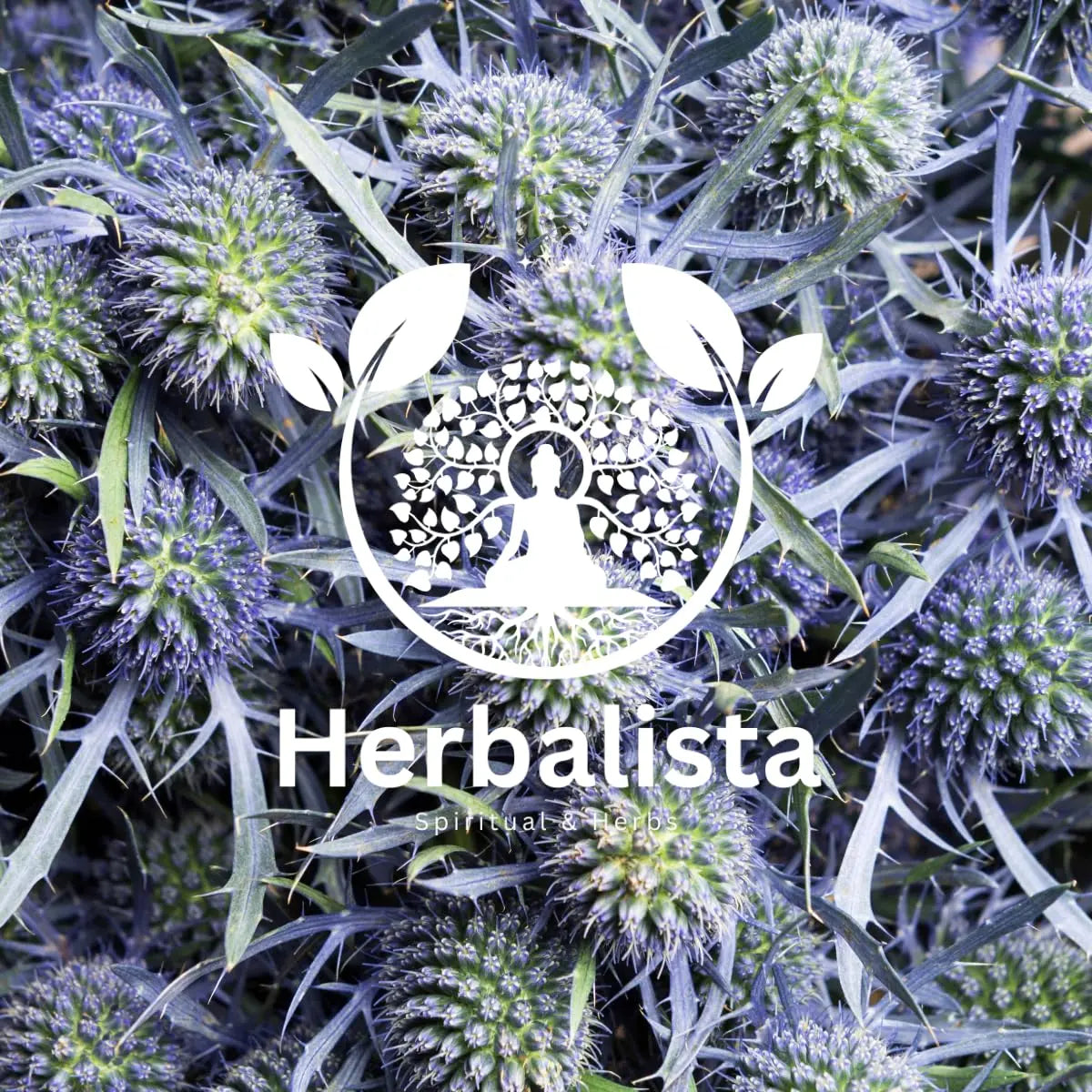 Herbalista Hierba de Sapor Herbal Tea 4 oz
