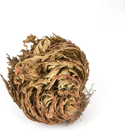 6 Pack Big Rose Jericho Dried Flower 2.5''-3.5'' | Selaginella Lepidophylla | Resurrection Plant | Jumbo Size Dried Rose | Abundance, Prosperity, Sacred Rose, Doradilla Plant | 3.5'' - 6''