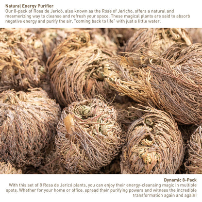 Rosa de Jericó Resurrection Plant Large 4-Pack