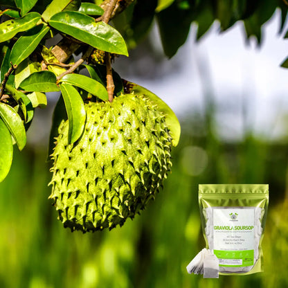 Soursop (Guanabana) Tea Bags – 40 Count 4.2oz