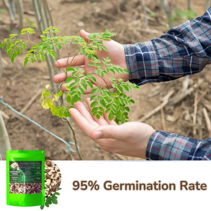 Moringa Seeds 3.5oz (100g) Approx. 350+ Seeds