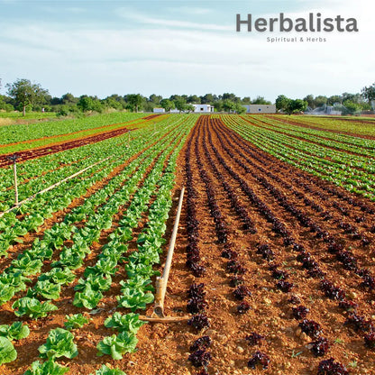 Herbalista Japanese Garlic (Ajo Japones)