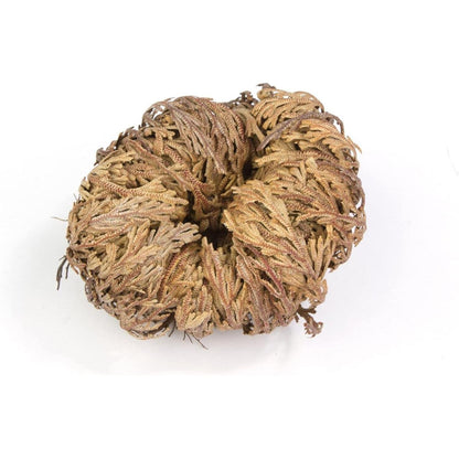 Yerbero - 3 Piece Bundle Rose of Jericho Dried Flower | Selaginella Lepidophylla | Resurrection Plant | 3 Medium Size Roses | Abundance, Prosperity, Sacred Doradilla Plant