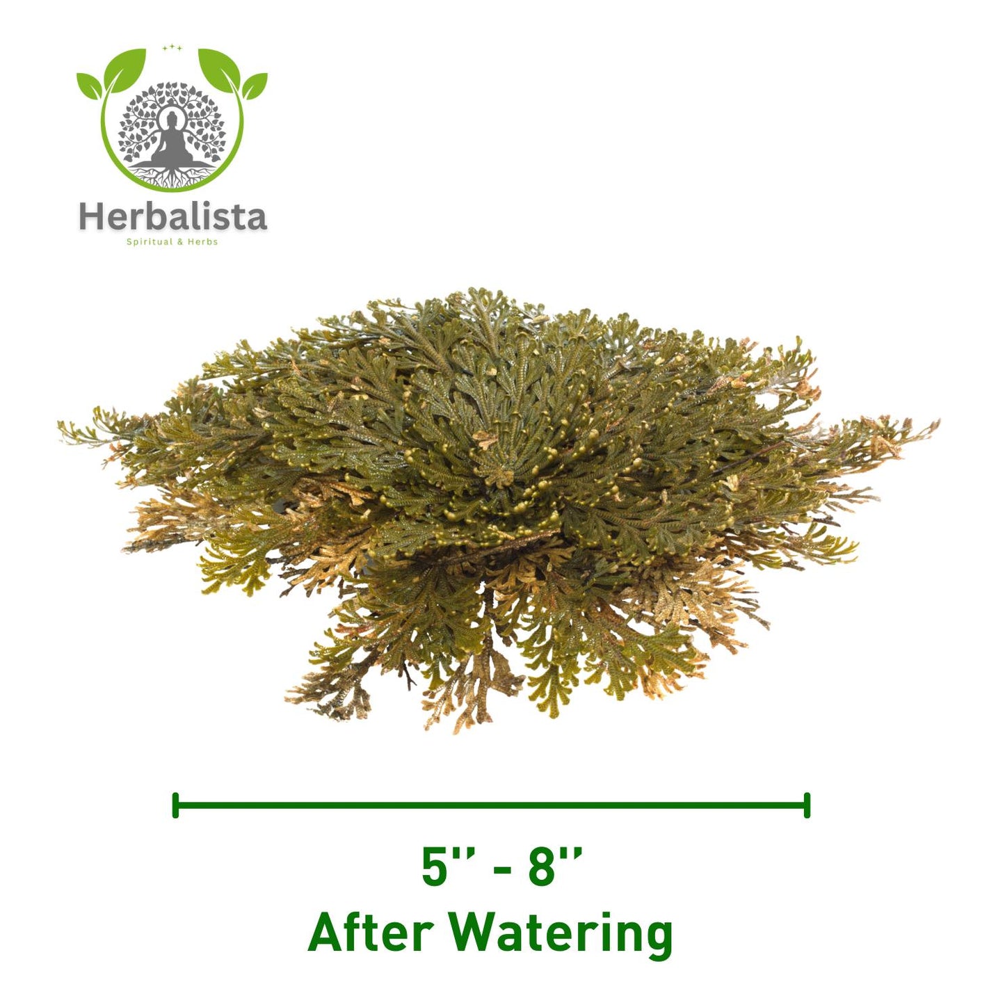 4-Pack Large Premium Rosa de Jericó (Resurrection Plant) Jericho Rose – Symbol of Prosperity & Abundance, Ideal for Home Decor & Spiritual Healing