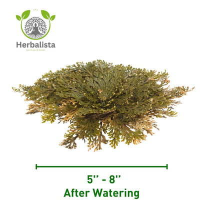 Rosa de Jericó Resurrection Plant Large 4-Pack