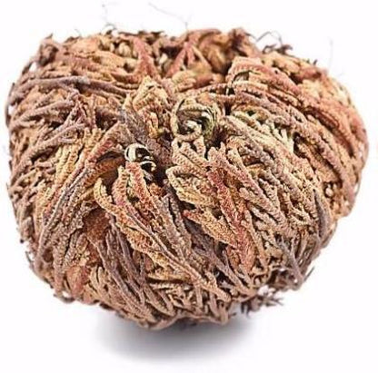Yerbero - 3 Piece Bundle Rose of Jericho Dried Flower | Selaginella Lepidophylla | Resurrection Plant | 3 Medium Size Roses | Abundance, Prosperity, Sacred Doradilla Plant