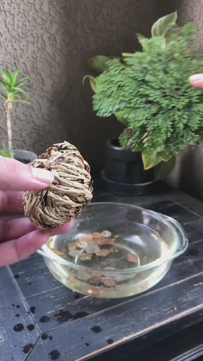 2 Pack Big Rose Jericho Dried Flower 2.5''-3.5'' | Selaginella Lepidophylla | Resurrection Plant | Jumbo Size Dried Rose | Abundance, Prosperity, Sacred Rose, Doradilla Plant.